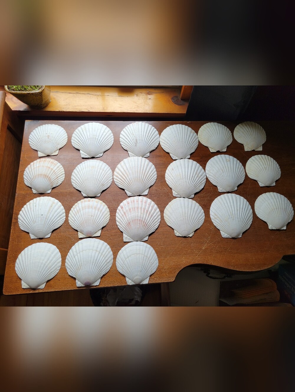 18 Natural Scallop Shells For Crafts